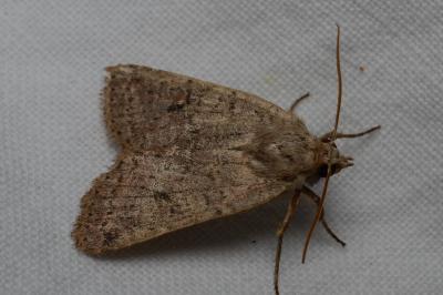 <i>Propenistra laevis</i>