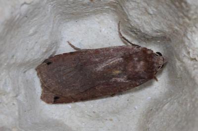 <i>Noctua pronuba</i>