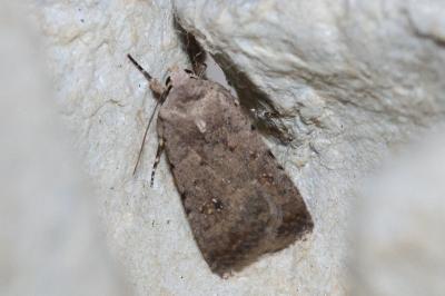 <i>Caradrina clavipalpis</i>