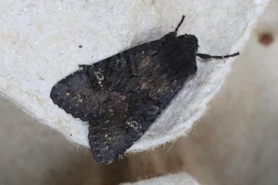 <i>Aporophyla nigra</i>
