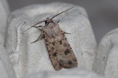 <i>Agrotis segetum</i>