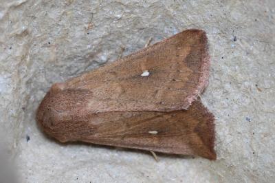<i>Mythimna ferrago</i>