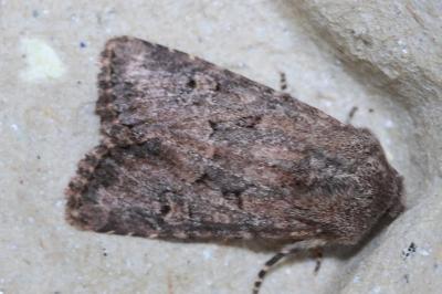 <i>Luperina testacea</i>