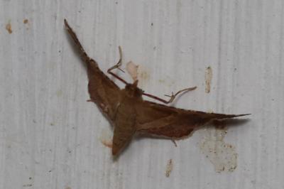 <i>Endotricha flammealis</i>