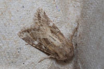 <i>Luperina dumerilii</i>