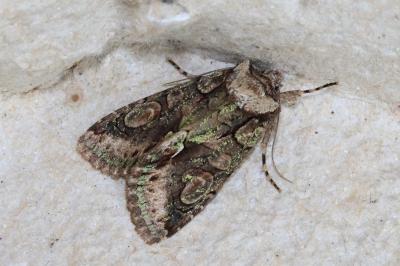 <i>Allophyes oxyacanthae</i>