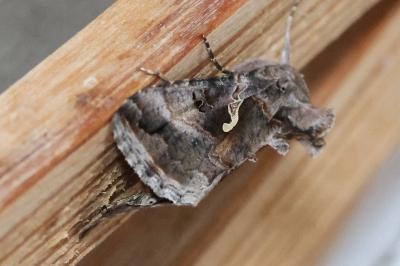 <i>Autographa gamma</i>