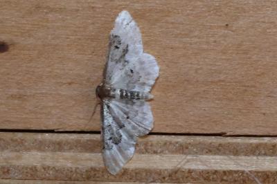 <i>Idaea rusticata</i>