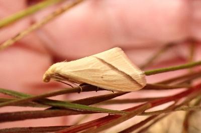 <i>Rhodometra sacraria</i>