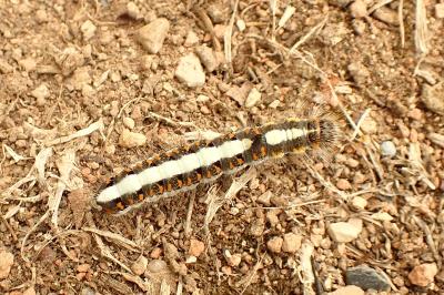 <i>Acronicta psi</i>
