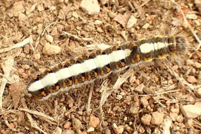 <i>Acronicta psi</i>