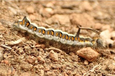 <i>Acronicta psi</i>