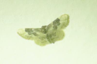<i>Idaea rusticata</i>
