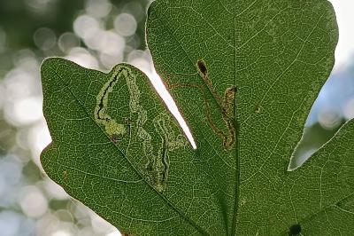 <i>Stigmella aceris</i>