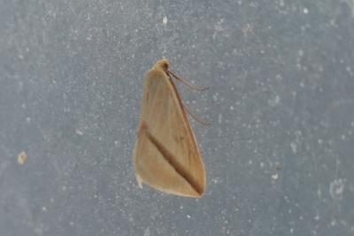 <i>Rhodometra sacraria</i>