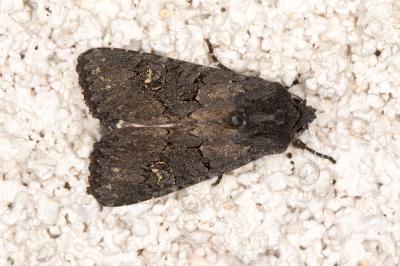 <i>Aporophyla nigra</i>
