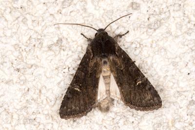 <i>Aporophyla nigra</i>