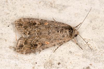 <i>Spodoptera exigua</i>