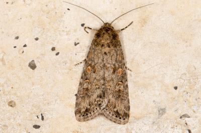 <i>Spodoptera exigua</i>