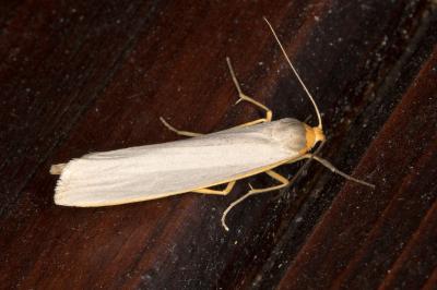 <i>Eilema caniola</i>