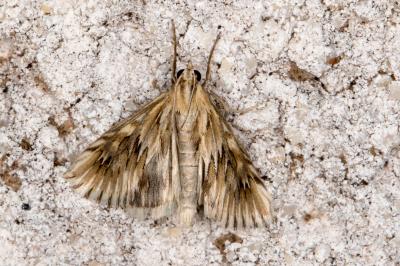 <i>Cynaeda dentalis</i>