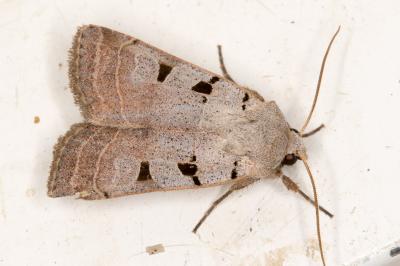 <i>Eugnorisma glareosa</i>