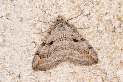 <i>Aplocera efformata / plagiata</i>