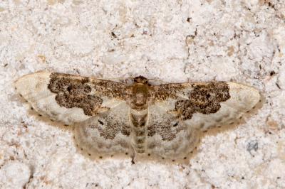 <i>Idaea rusticata</i>