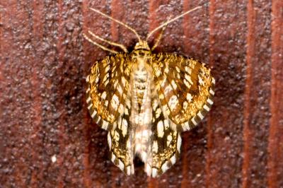 <i>Chiasmia clathrata</i>