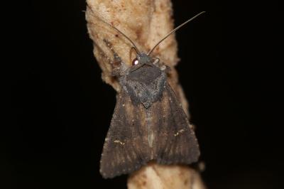 <i>Aporophyla nigra</i>
