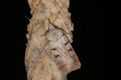 <i>Eugnorisma glareosa</i>