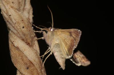 <i>Helicoverpa armigera</i>