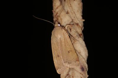 <i>Noctua comes</i>