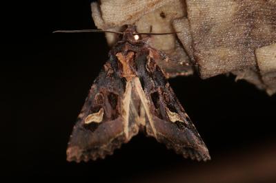 <i>Trigonophora flammea</i>