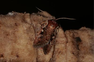 <i>Xestia agathina</i>