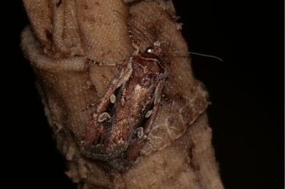 <i>Xestia agathina</i>