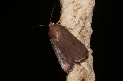 <i>Amphipyra livida</i>