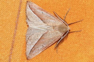 <i>Compsoptera opacaria</i>