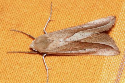 <i>Compsoptera opacaria</i>