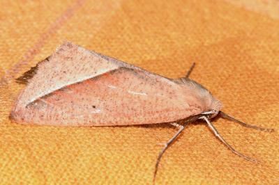 <i>Compsoptera opacaria</i>