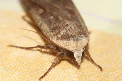<i>Noctua pronuba</i>