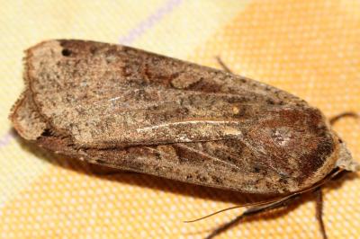 <i>Noctua pronuba</i>