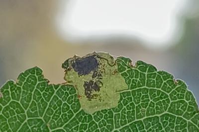 <i>Stigmella plagicolella</i>