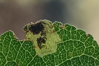 <i>Stigmella plagicolella</i>