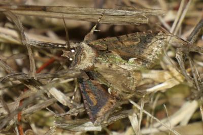 <i>Allophyes oxyacanthae</i>