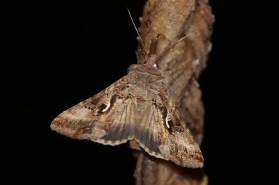 <i>Autographa gamma</i>