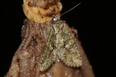 <i>Dryobotodes eremita</i>