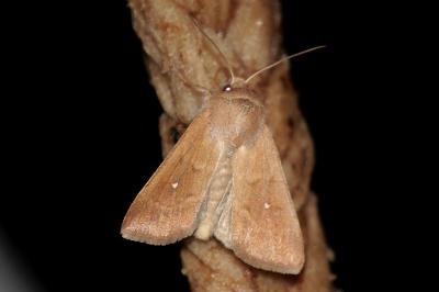 <i>Mythimna albipuncta</i>