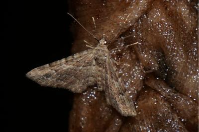 <i>Gymnoscelis rufifasciata</i>