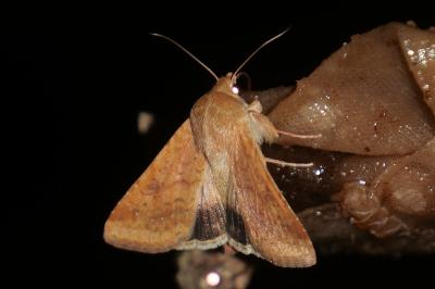 <i>Helicoverpa armigera</i>